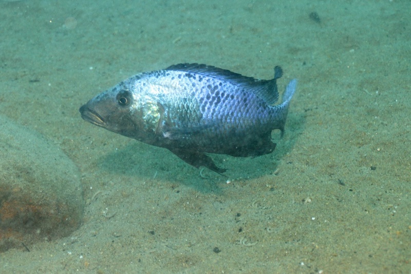 Fossorochromis rostratus 'Chiofu Bay'